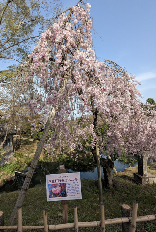 Shiogamazakura Starting to Bloom at Shiogama Shrine [SPOT REPORT] photo