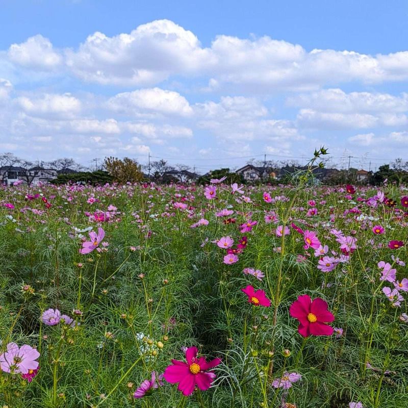 Cosmos Festival at large field in Hasuda City photo