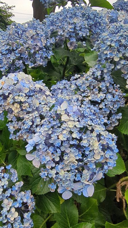 Japan Goals: Jupialand Hirata photo