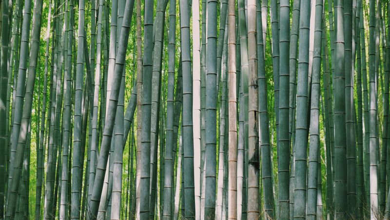 Kyoto ranked one of the world's most chill cities photo