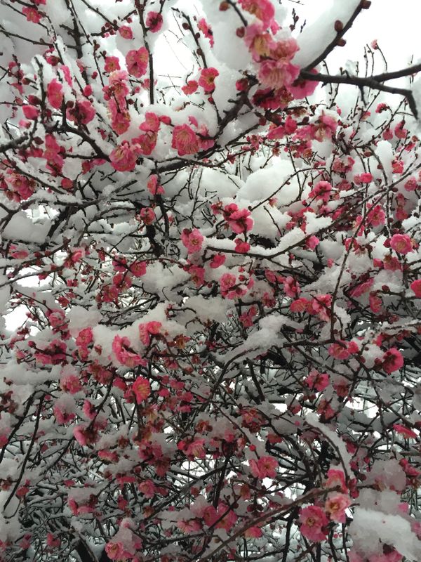 Plum blossoms and snow photo