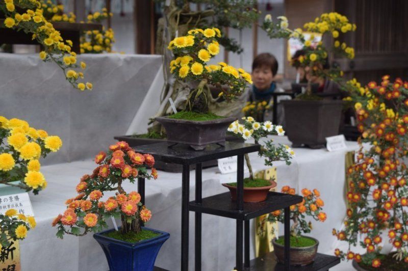 Things I'm excited for in autumn: chrysanthemums photo