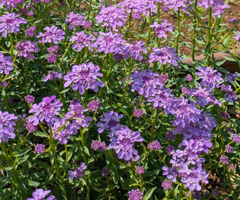 Floss Flower, a birthday flower of May 10th photo