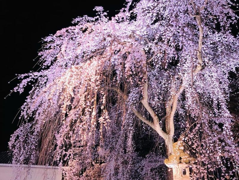 Sakura beauty after dark at Niigata's Takada Castle Park [SPOT REPORT] photo