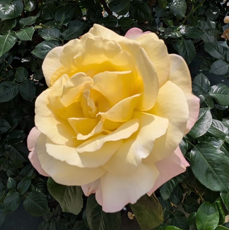 Rose festival at Yoyogi Park photo
