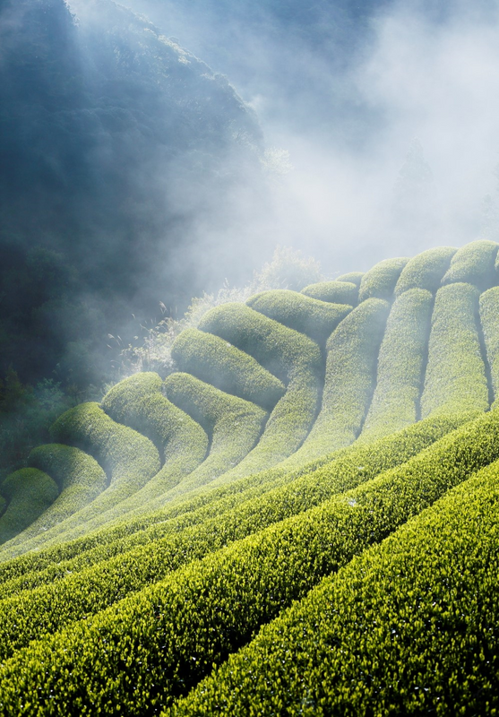 萬歳公重の「東京で出会う、心ときめく静岡茶」vol.7 「MATCHA HEAVEN」の“天空の茶園が育むオーガニック抹茶” photo