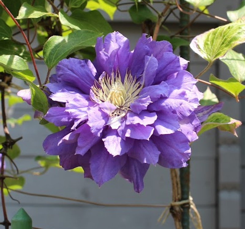 Clematis, a birthday flower of May 3rd  photo