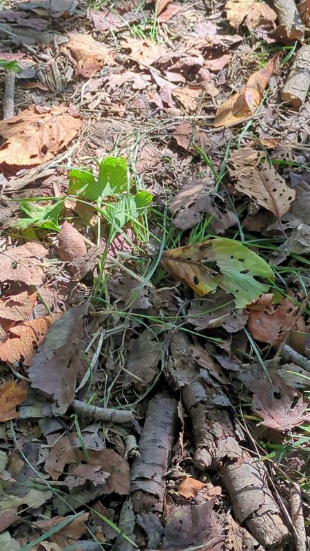 Mountain foraging season photo