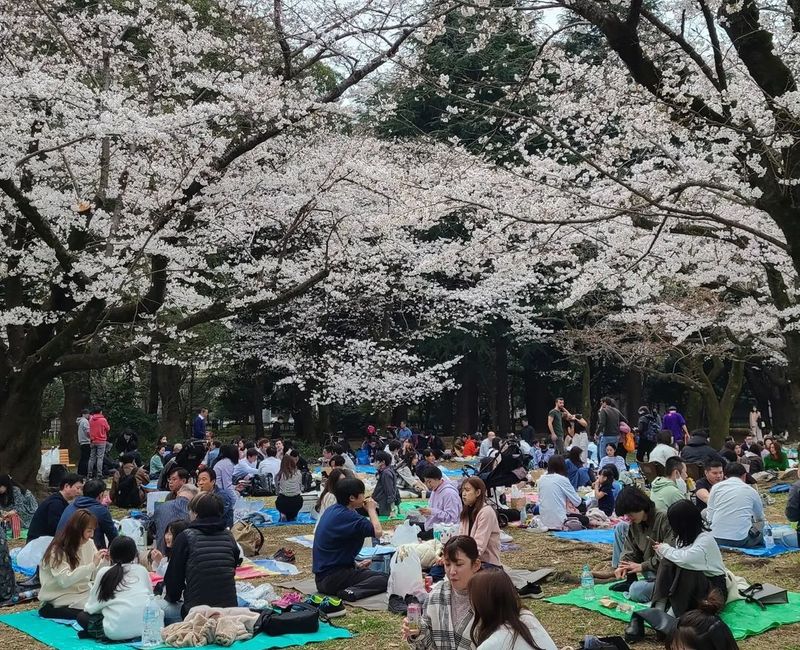 A return to sakura normalcy at Yoyogi Park [SPOT REPORT] photo