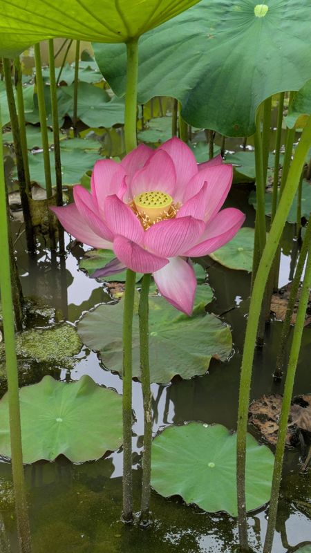 Lotus flower, a birthday flower of July 3rd photo