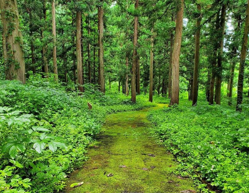 50种绿色阴影：新泻的夏日乐趣 photo