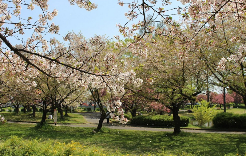 Swallows Return photo