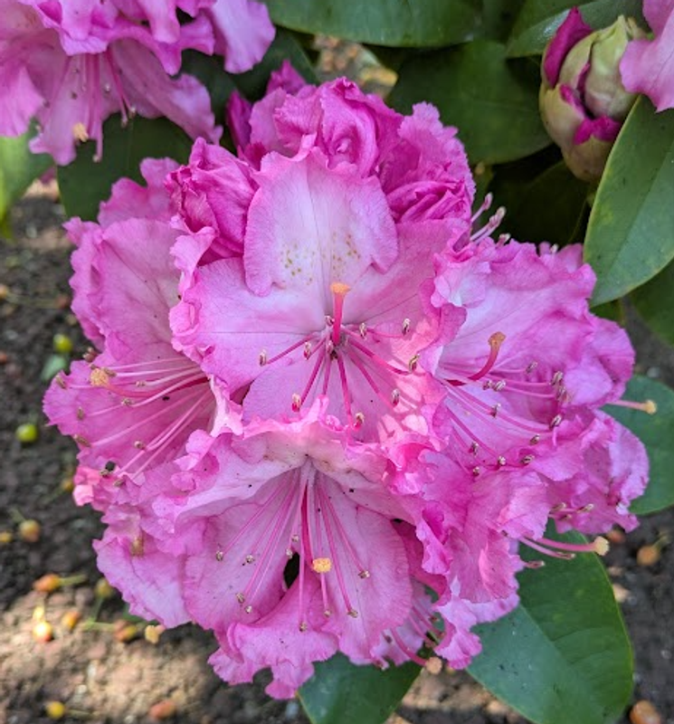 Rhododendron, a birthday flower of May 8th photo