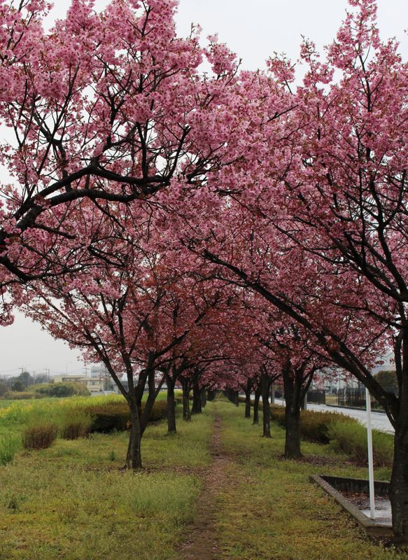 A new sakura each year - mixing up the hanami experience  photo