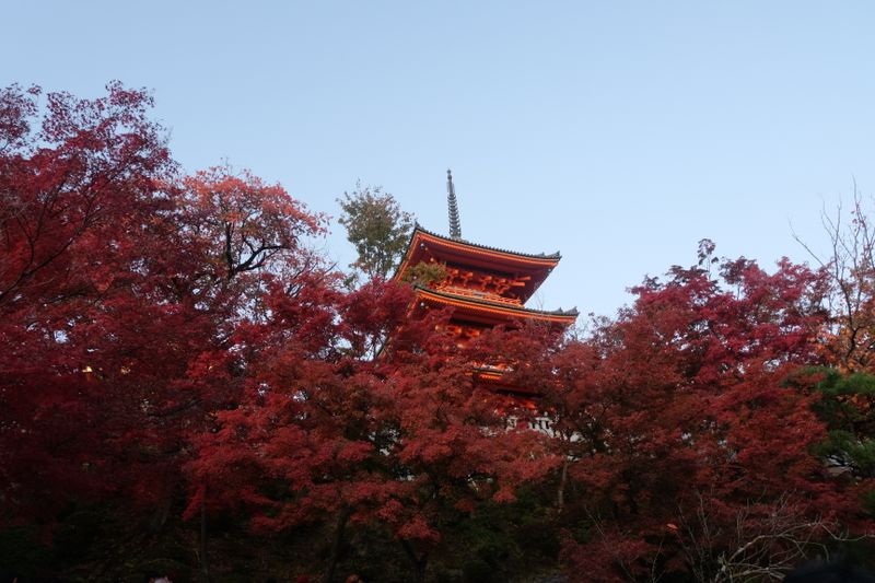 Autumn 2019: Seasonal colors in Kyoto photo