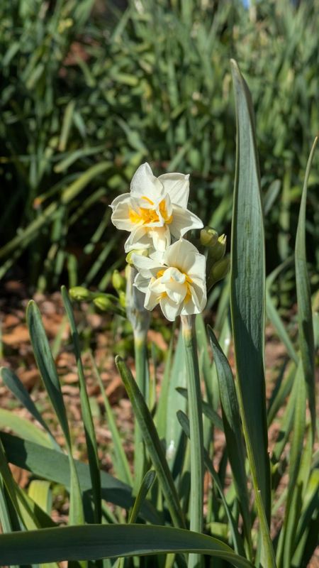 Winter flowers in Japan: Daffodils photo