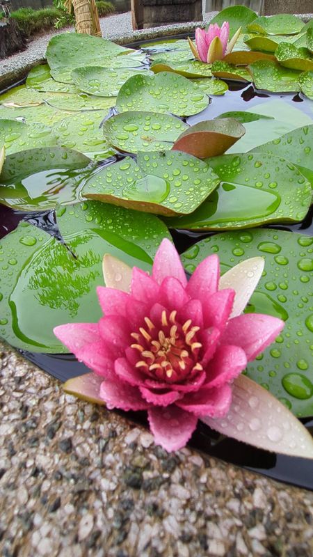 Water Lily, a birthday flower of July 7th photo