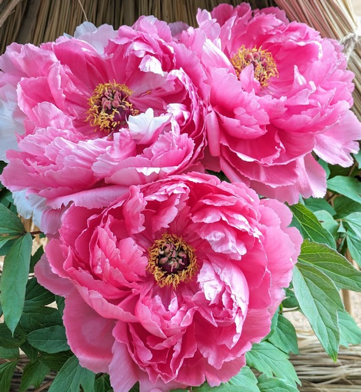 Tree Peony, a birthday flower of July 24th photo