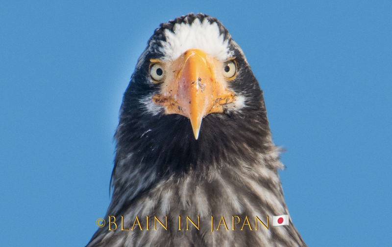 Hokkaido Photo Tour- The Magnificent Steller's Sea Eagle photo