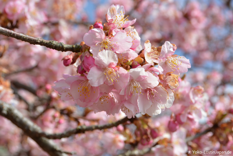 Matsuda Cherry Blossom Festival photo
