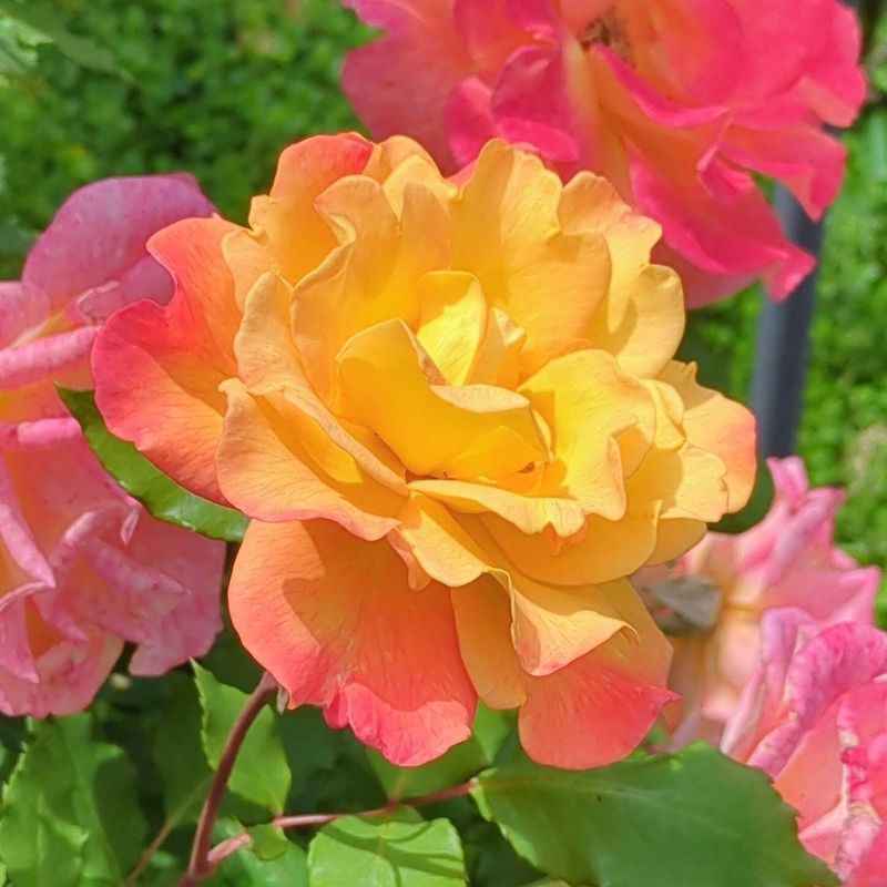 Shiki no Kaori rose garden, Nerima Ward photo