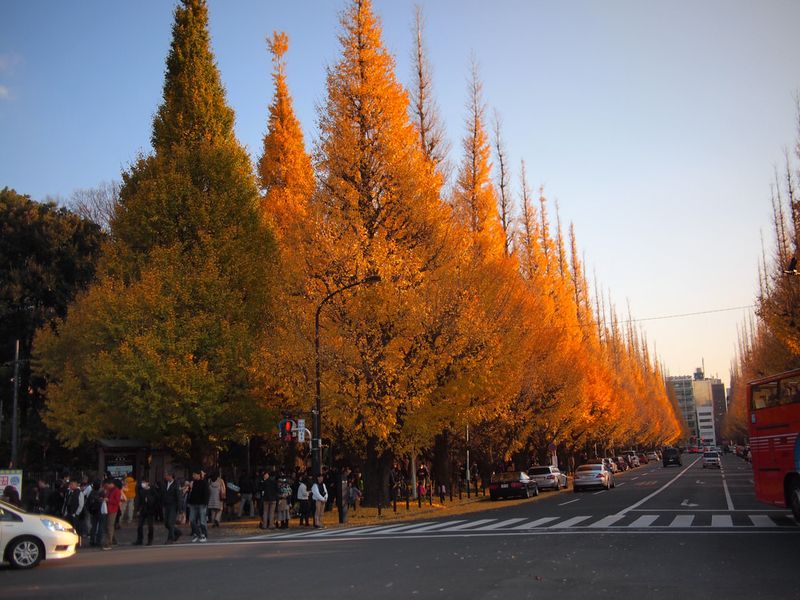 Enjoyment of Japan’s autumn leaves comes in a variety of forms photo