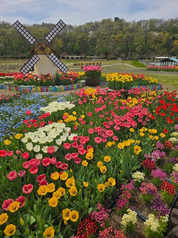 Tulips at Echigo Hillside Park are at their best! photo