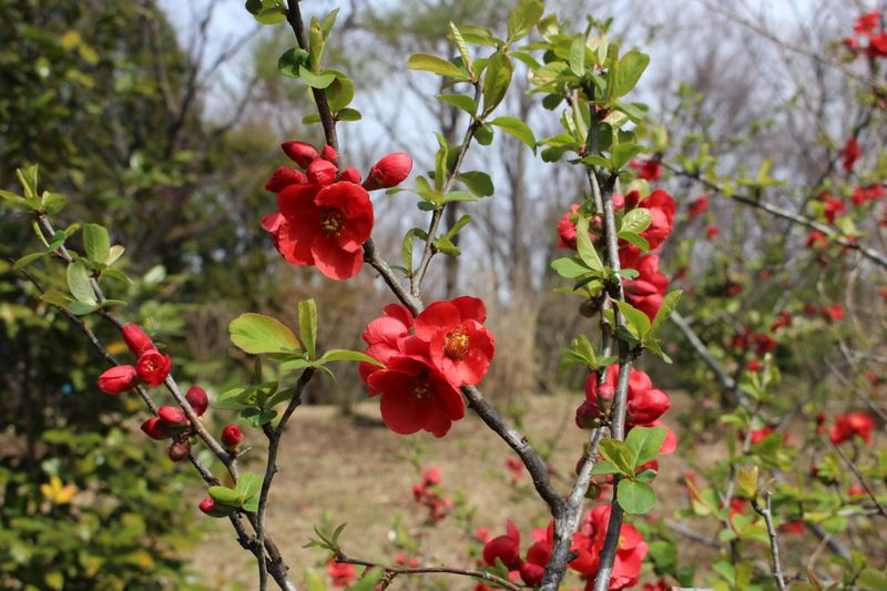 Japanese Quince, a birthday flower of February 4th, 5th and 17th photo