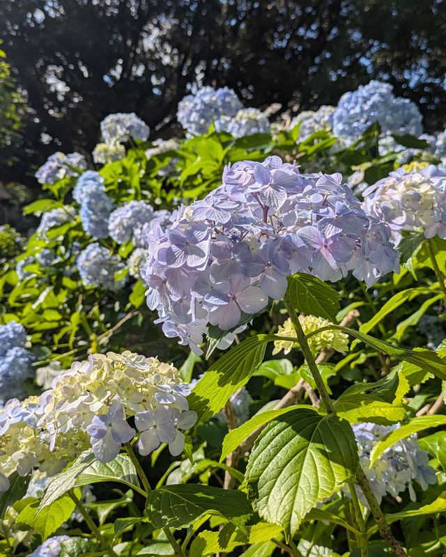 Summer flowers in Japan: Hydrangea photo