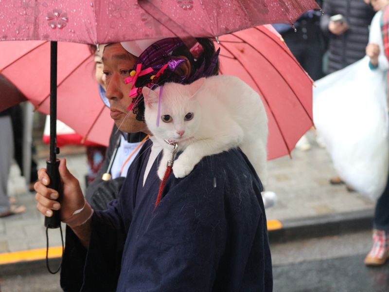 Raining cats at Kagurazaka Bakeneko 2017, Tokyo photo