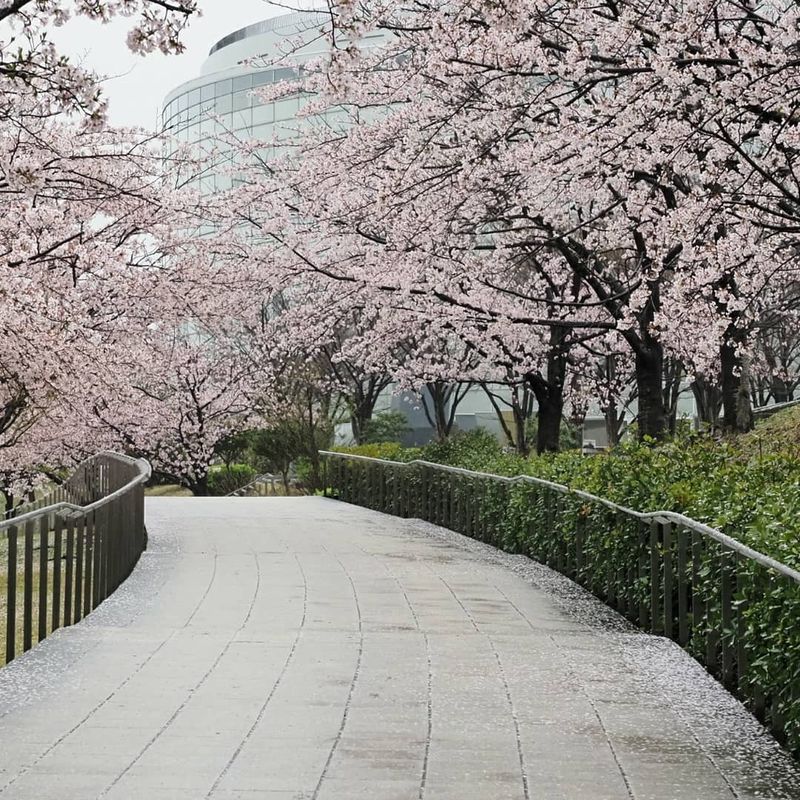 Sakura Spots in Niigata City: Hakusan Park photo