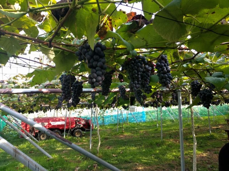 All You Can Eat Fruits - Grapes and more
 photo