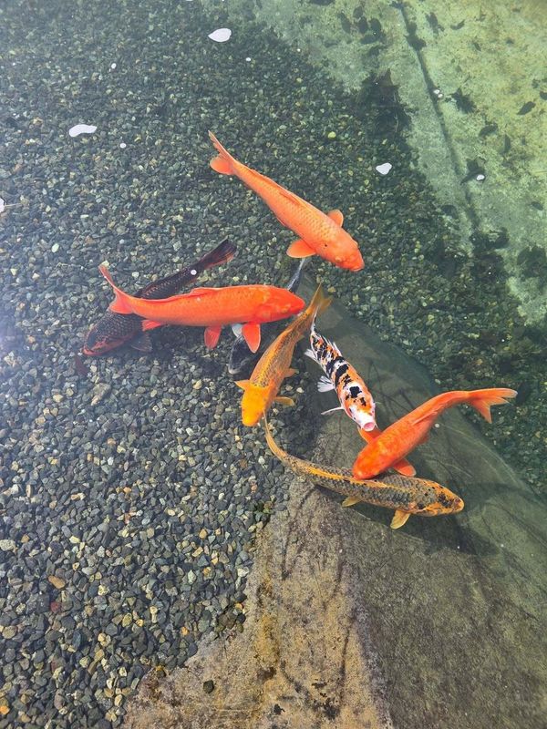 Lonely parenting in Japan, even when you're not "alone" photo