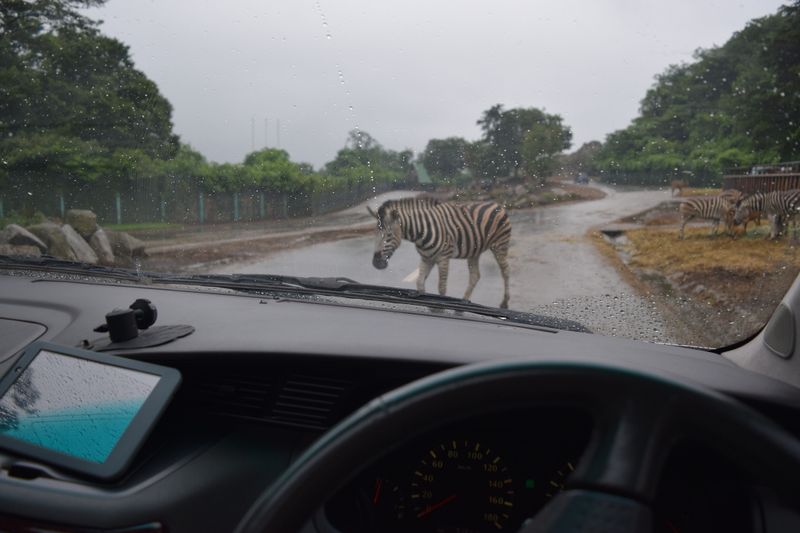 Things I didn't try early on: A car safari photo