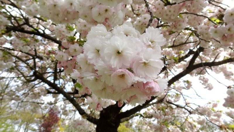 The best places for cherry blossom & 'hanami' in and around Tokyo photo