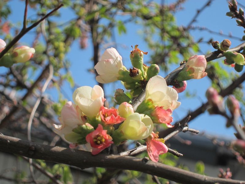 Peach dan musim magnolia photo