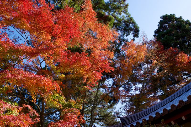 Les meilleurs endroits pour voir les feuilles d&#39;automne au Kansai, combien ça coûte pour... photo