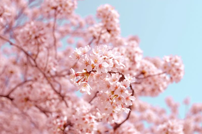 Is the cost of living impacting your sakura viewing plans? photo