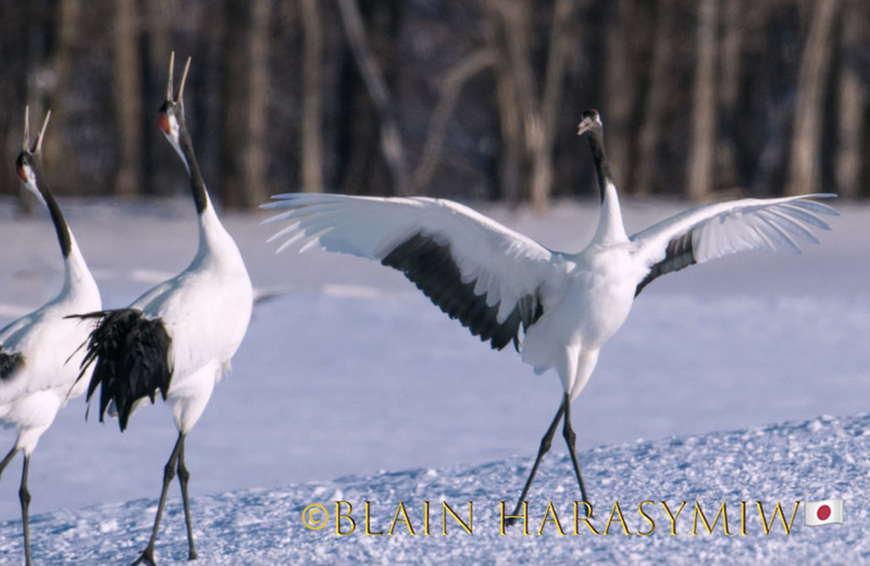 Red-crowned Cranes - Ainu Kamuy photo