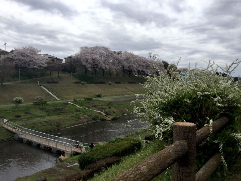 Tone Canal Expansive Views of Cherry Blossoms [SPOT REPORT] photo