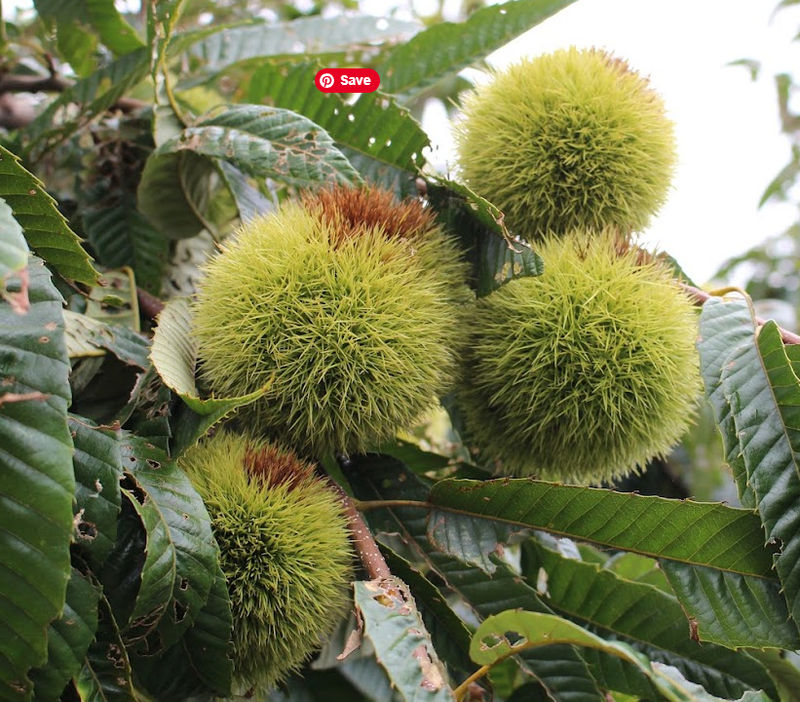 A new commemoration in 2026: the Chestnut Festival, Sweet Chestnut Day photo