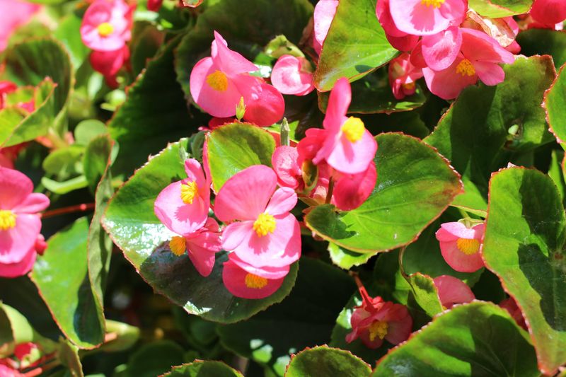 Begonia, a Birthday Flower of October 18th photo