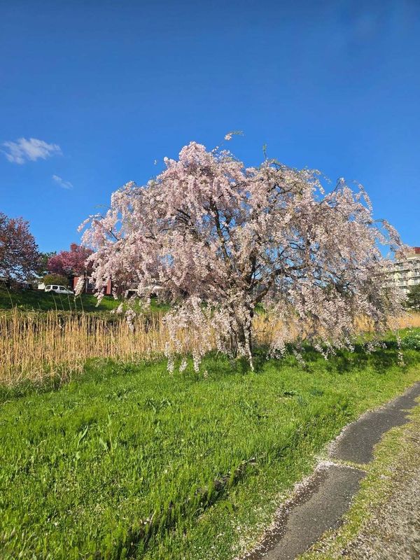 Not everyone loves sakura season photo