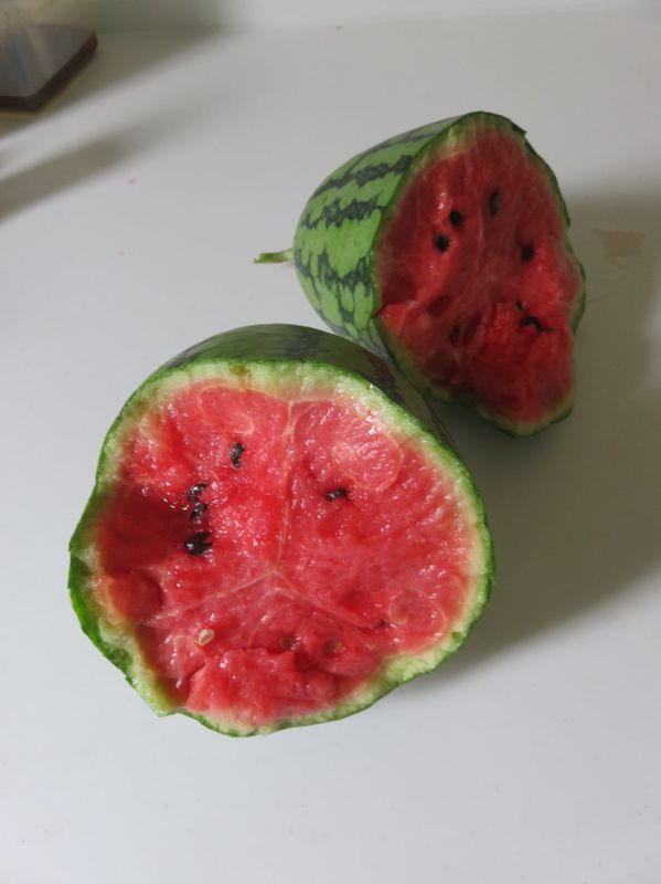 The final fate of my watermelon plant  photo