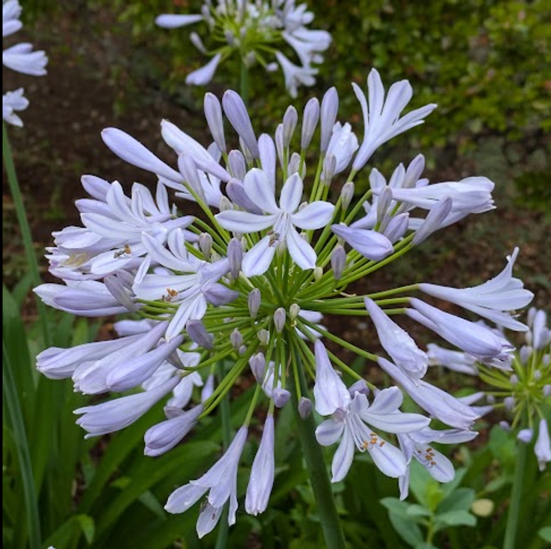 Agapanthus, a birthday flower of June 11th photo