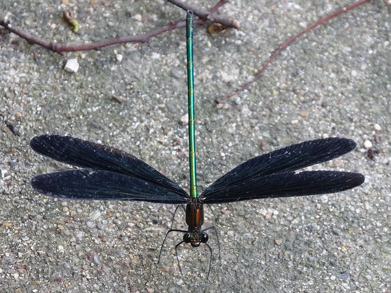 Haguro tombo, a harbinger of autumn photo