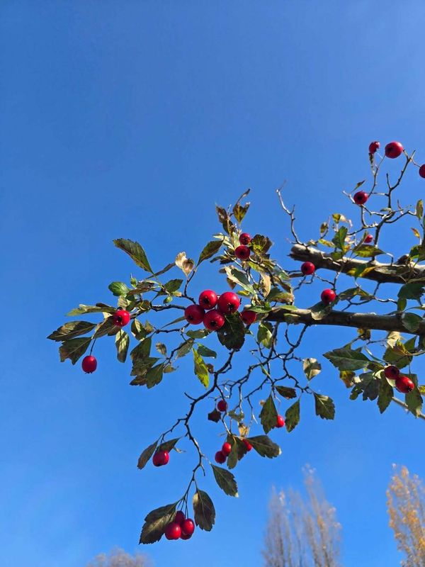 Pros and cons of raising a family in Japan: Encouraging open minds, struggling with your own norms photo