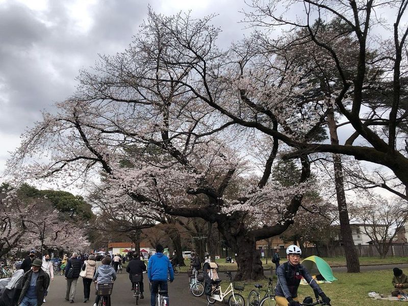 A stunning springtime park in Tokyo's western suburbs [SPOT REPORT] photo
