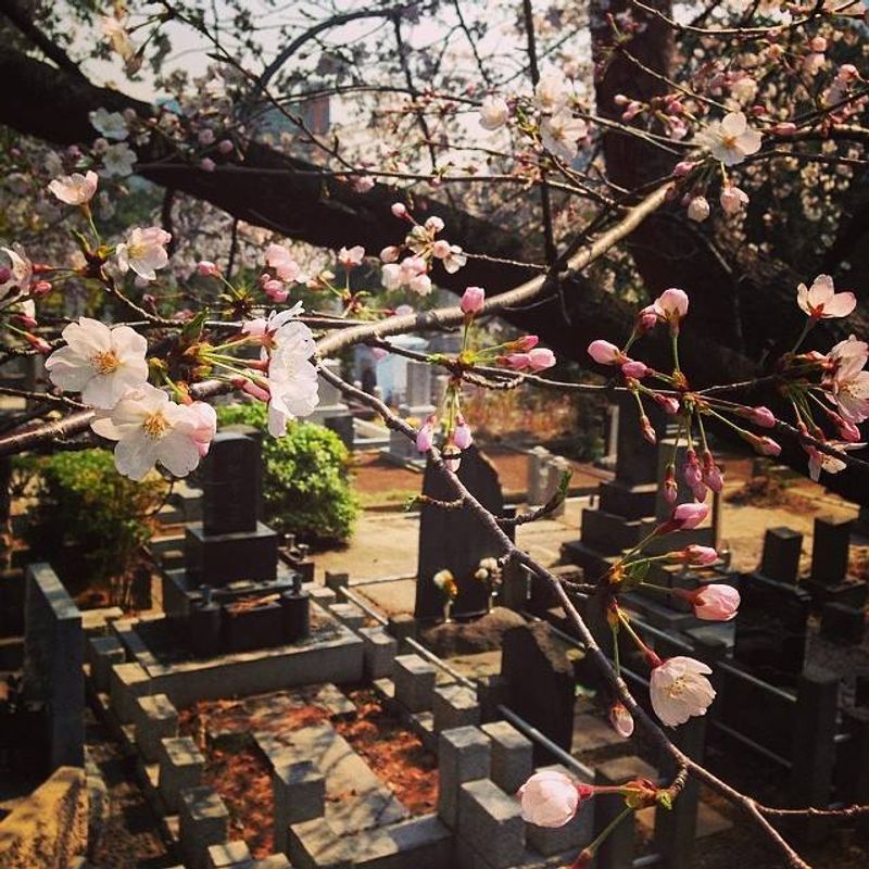 The Tokyo sakura spot you may not have thought to visit photo