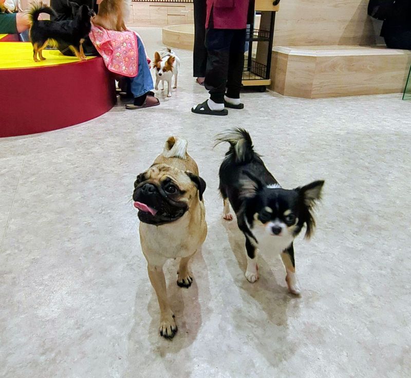Summer fun with kids in Japan: ⑤ dog cafe photo